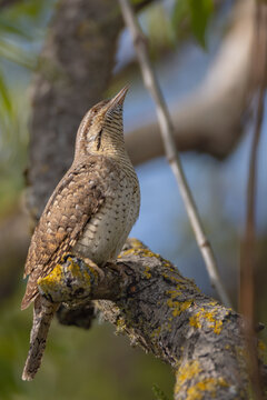 Eurasian Wryneck  - in spring at the garden