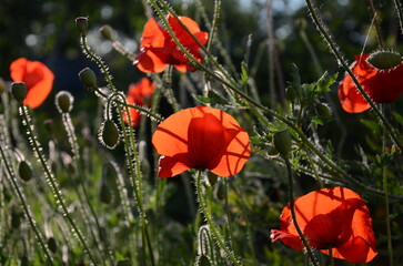 Obraz premium Wild field poppies in the sun's rays