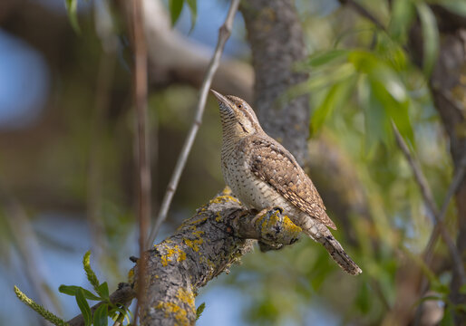Eurasian Wryneck  - in spring at the garden