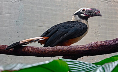 Visayan hornbill on the branch. Latin name - Penelopides panini © Mikhail Blajenov