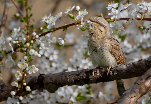 Eurasian Wryneck  - in spring at the garden