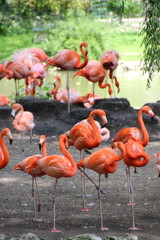 Flamant rose © Fanny