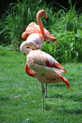 Flamant rose © Fanny