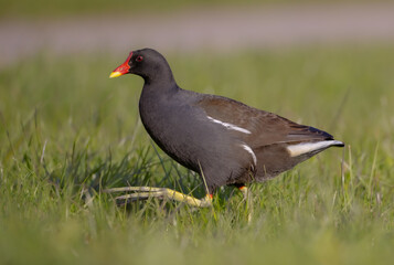 Obraz premium The common moorhen - adult bird in spring
