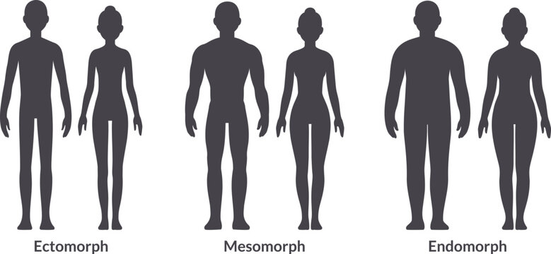 Men and women body types diagram: Ectomorph (tall and skinny), Mesomorph (muscular) and Endomorph (thick). Vector silhouettes illustration.