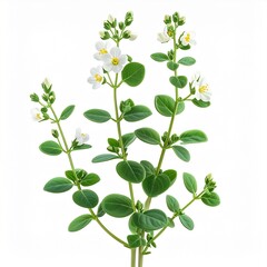 Obraz premium Bacopa monnieri Brahmi Medicinal Herb. Isolated on white background 