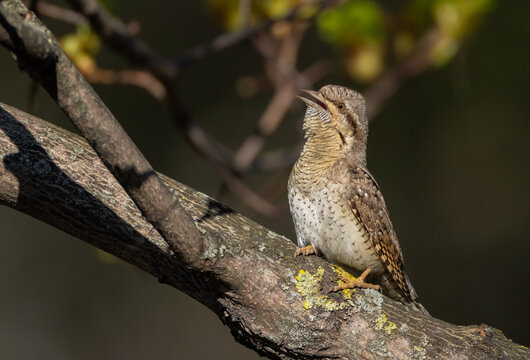 Eurasian Wryneck  - in spring at the garden
