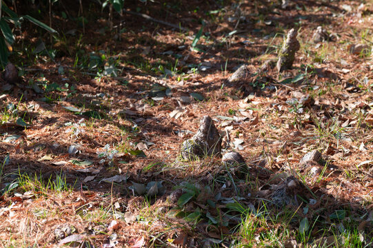 Unusual knee roots of bald cypress rising from dry fallen leaves in a quiet winter park in Japan