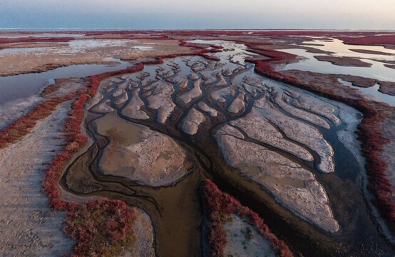 暮れの干潟を蛇行する潮汐水路と赤く色づく塩性湿地の空撮風景