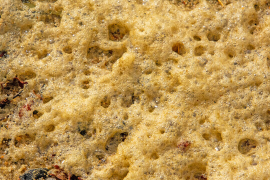 close up of a sponge from the sea