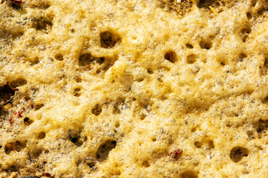 Seaweed suds from the sea