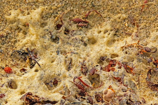 Abstract seaweed