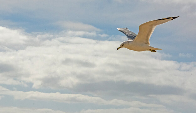 seagull in flight