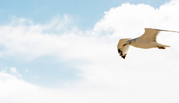 bird in flight