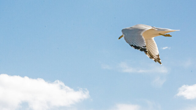 Seagull fighting the wind