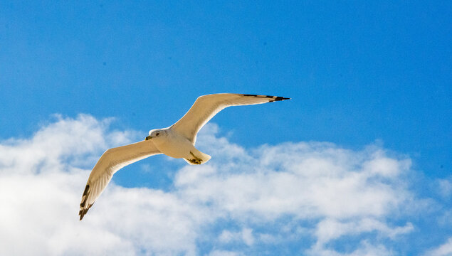 seagull on blue sky