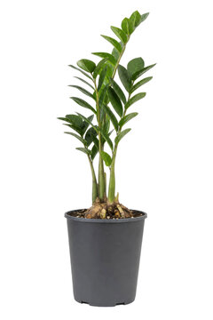 Vibrant green Zamioculcas zamiifolia plant, also known as ZZ plant, stands tall in a simple gray pot against a clean white background