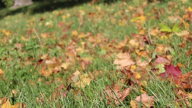Autumn Leaves on Ground Blowing in Wind Close-Up with Blurred Background.

