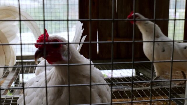 White Chickens Inside Metal Wire Cage Farm