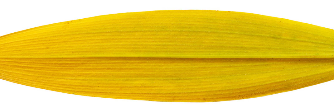 Bright yellow monocot leaf with parallel venation isolated on a transparent background. Extreme macro cutout of a smooth blade of grass
