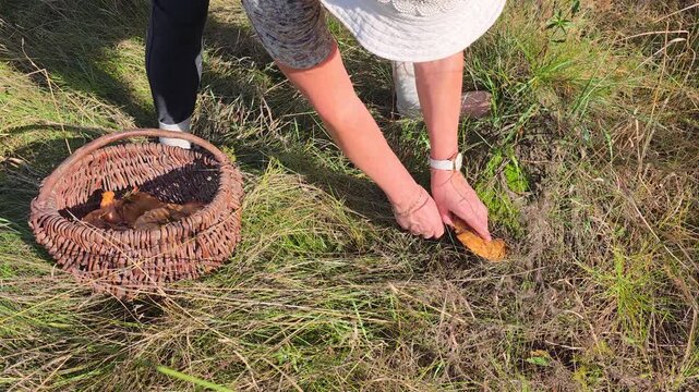 A woman is picking mushrooms in the forest.
Active and healthy recreation in the forest.
Staying in the forest combined with picking mushrooms.
