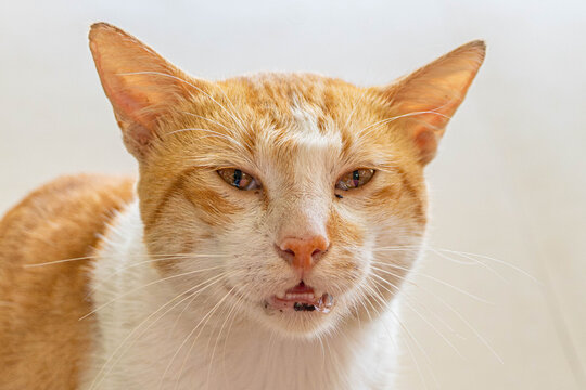 Close-up portrait of an orange and white domestic cat with amber eyes, long whiskers, large ears, and a distinctive facial expression against a soft neutral background.