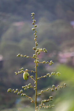 Close-up of a tall green flowering plant stalk covered with developing buds and a single seed pod, isolated against a softly blurred natural background.