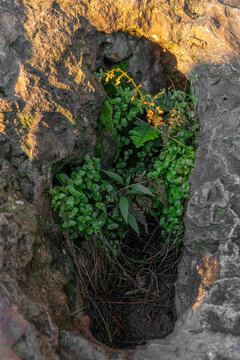 Green ferns, moss, and small plants growing inside a rugged rock crevice illuminated by warm golden sunlight, highlighting nature thriving in a harsh environment.