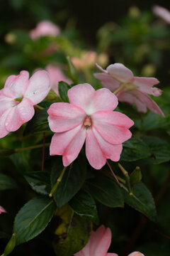 Close-up of delicate pink impatiens flowers with water droplets and glossy green leaves, captured against a softly blurred dark garden background.