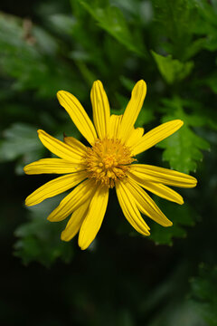 Close-up of a vibrant yellow daisy-like flower in bloom, showing detailed petals and pollen-rich center against lush green foliage and a softly blurred background.