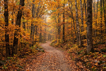 Fototapeta premium Sunlit Autumn Maple Leaves Falling on Country Road