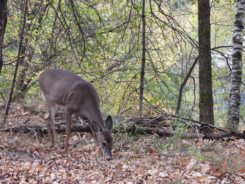 A hungry, female, white-tailed deer, doe, feeding on strands of grass growing up through a ground layer of fallen leaves. Adirondack mountain wilderness, northeastern, New York State.