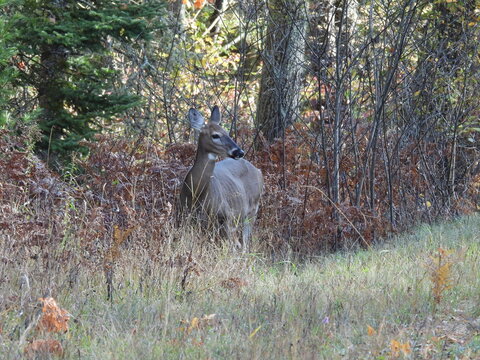 A female, white-tailed deer, doe, standing within the autumn foliage. Adirondack mountain wilderness, northeastern region, New York State. 