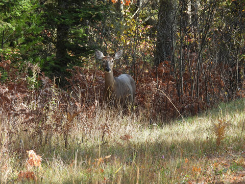 A female, white-tailed deer, doe, standing within the autumn foliage. Adirondack mountain wilderness, northeastern region, New York State. 