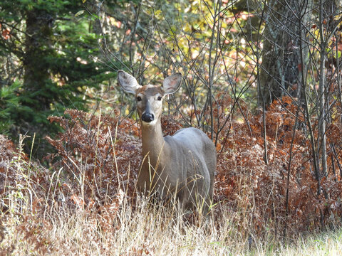 A female, white-tailed deer, doe, standing within the autumn foliage. Adirondack mountain wilderness, northeastern region, New York State. 