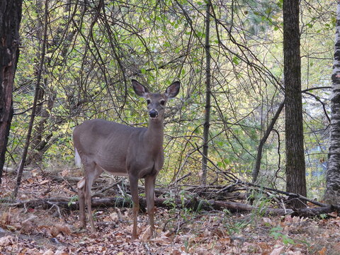 A female, white-tailed deer, doe, living in a forest within the Adirondack mountain wilderness, northeastern, New York State.