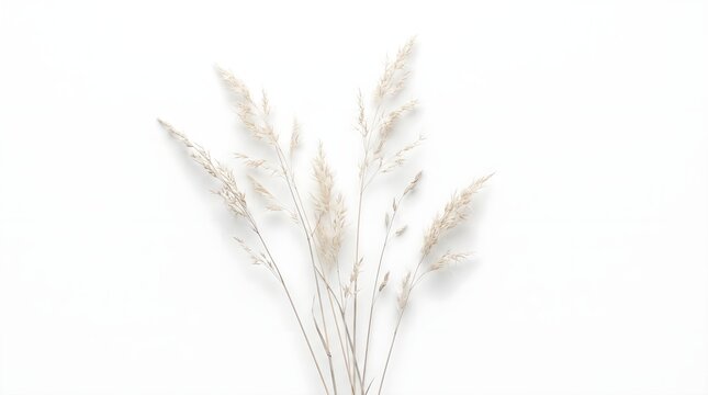 Delicate winter meadow grass stems isolated against a clean white background, conveying seasonal nature, cold weather, and subtle botanical beauty.