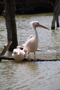 P&eacute;lican