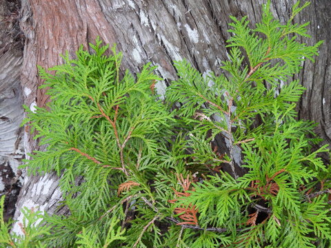 Eastern white cedar, arborvitae, on coniferous tree bark. Natural background. Adirondack mountains region, New York State.
