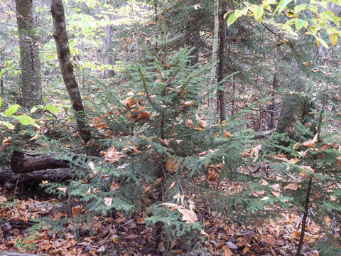 Young, red spruce tree, growing wild within the mixed forest of the Adirondack mountains. Northeastern New York State.