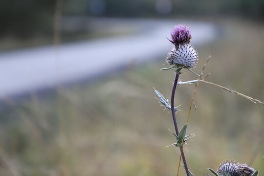 Spiny purple thistle bloom in soft natural light