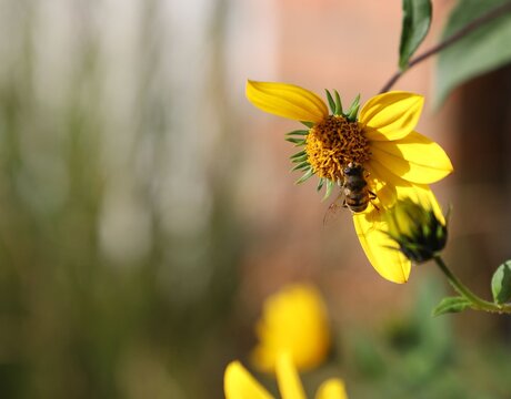 Yellow flower with bee in sunlight
