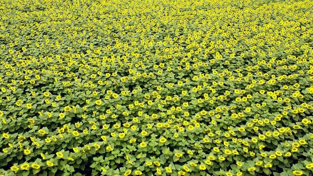 Breathtaking aerial footage of a vibrant sunflower field. Thousands of yellow flowers swaying in the summer breeze creating a hypnotic pattern