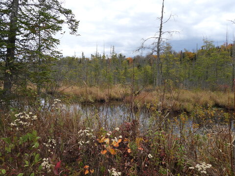 Beautiful Autumn scenery. The natural beauty of the wetland bogs and boreal forest, along the Bloomingdale Bog Trail. Adirondack Mountains Region, Franklin County, northern New York State. 