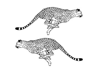 cheetah vector illustration  © RRR_Studio