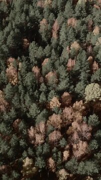 Top-down drone footage of dense mixed conifer and birch forest in peak autumn colors, showing textured treetops and long shadows in the Ural Mountains, Russia