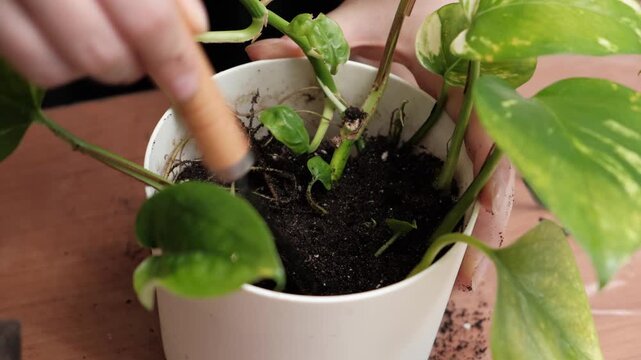 Hand using a small garden trowel to plant golden pothos in a white pot with soil, close-up gardening and repotting process on a wooden table
