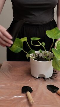 Hand pouring soil from scoop into white pot with golden pothos plant, gardening tools and clay pebbles on plastic-covered wooden table