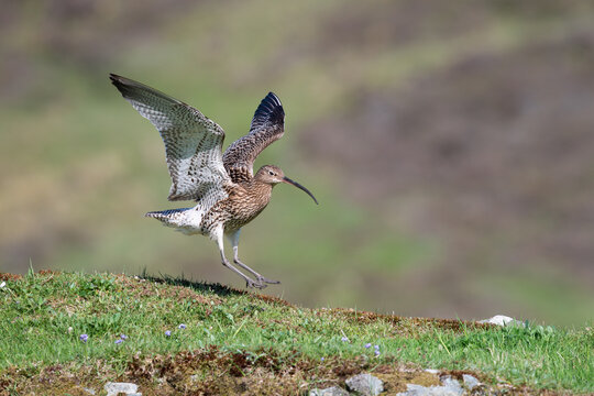 A Eurasian curlew (Numenius arquata) landing along the shore of Loch of Asta, just south of Tingwall Loch, in Shetland, Scotland.