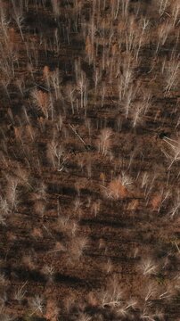 Top down drone footage of a mixed birch forest in late autumn with long shadows and warm brown tones, natural wilderness landscape in the Ural Mountains, Russia
